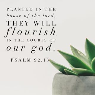 Psalm 92:13 — Planted in the house of the Lord, they will flourish